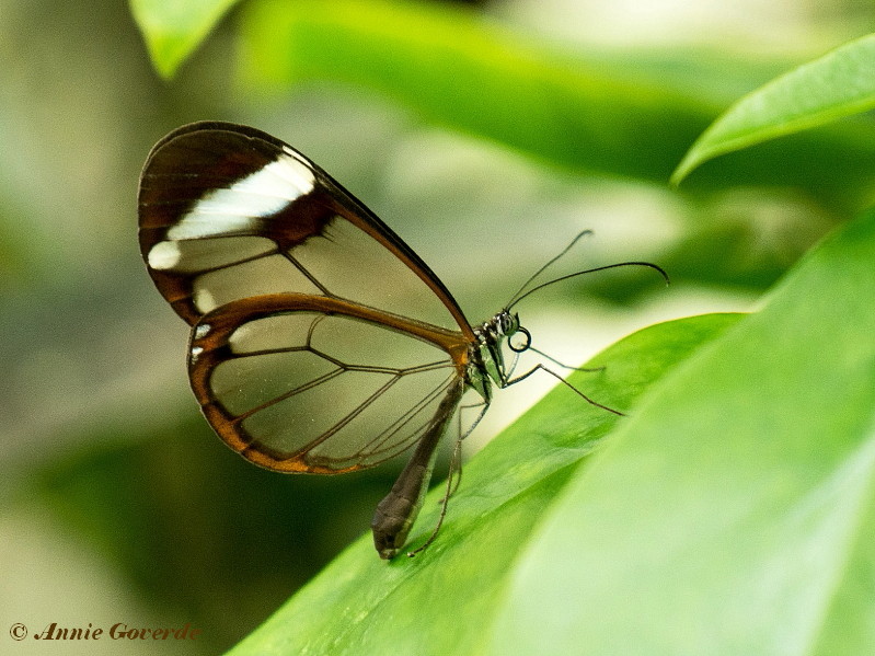 549.117-Glasswinged butterfly - Greta oto