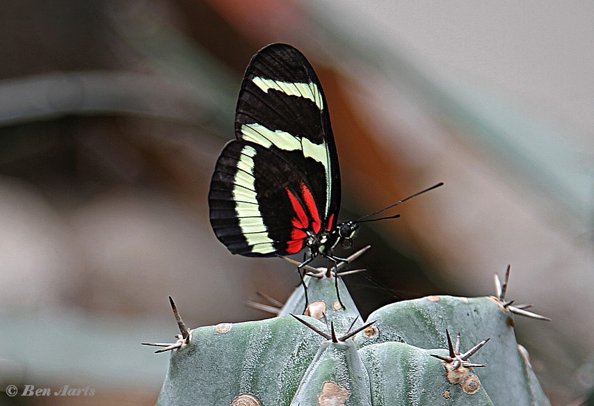 601.733- Hewitson's longwing - Heliconius hewitsoni