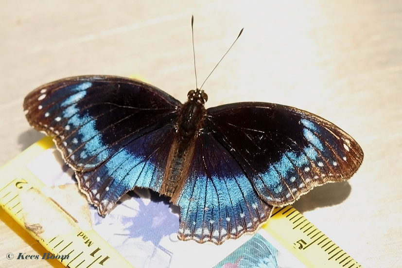 647.920-Blue-banded-Eggfly-Hypolimnas-alimena