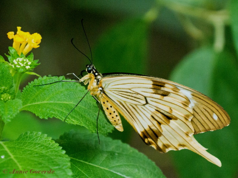 856.315-African swallowtail - Papilio dardanus