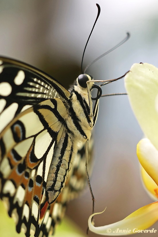 857.522-Limoenvlinder - Papilio demoleus