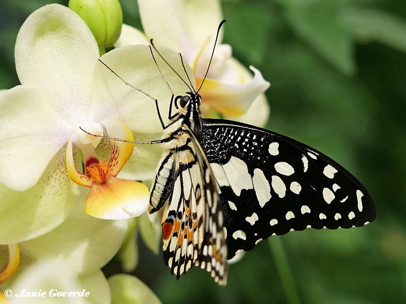 857.524-Limoenvlinder - Papilio demoleus