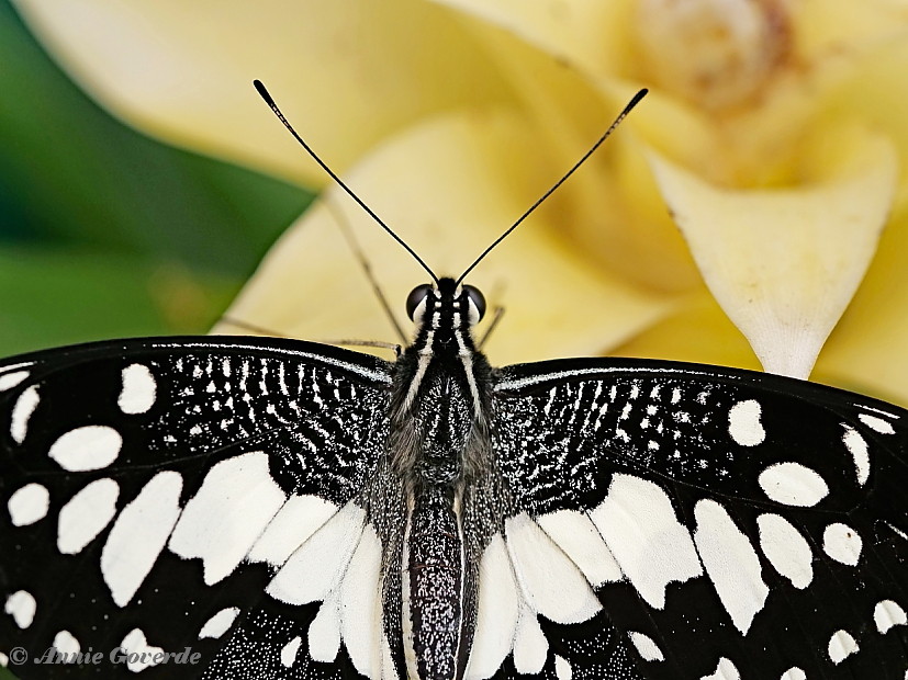 857.526-Limoenvlinder - Papilio demoleus