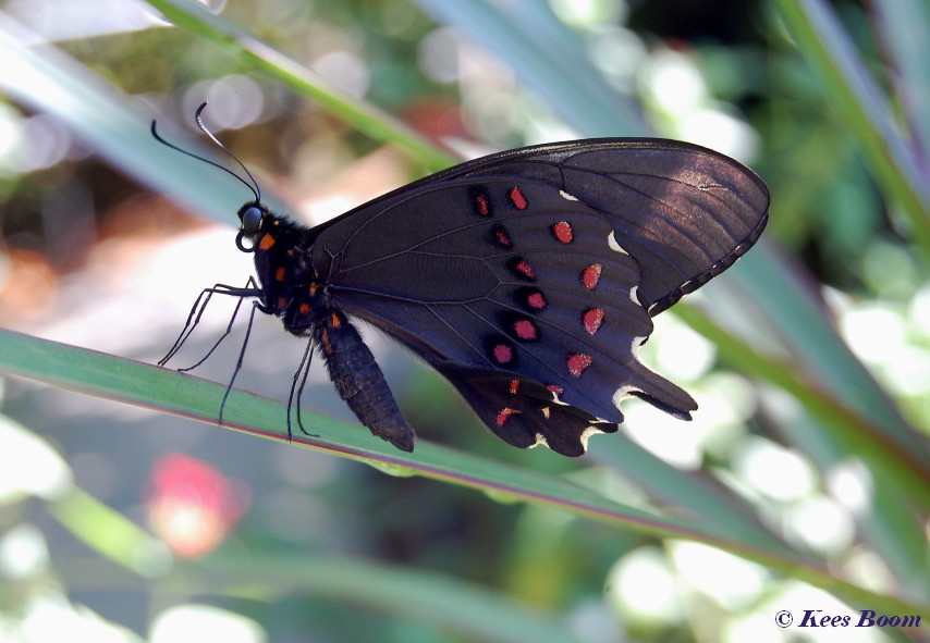 857.715- Erostratus swallowtail - Papilio erostratus