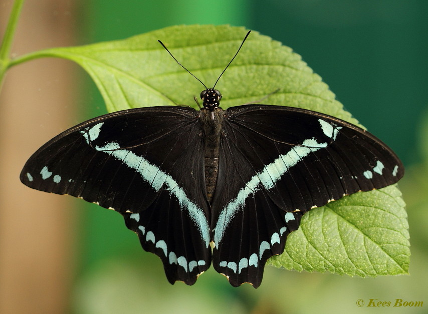 864.317- Green-banded swallowtail - Papilio nireus