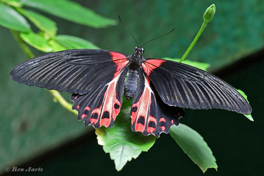 869.915B-Scarlet-mormon-Papilio-rumanzovia