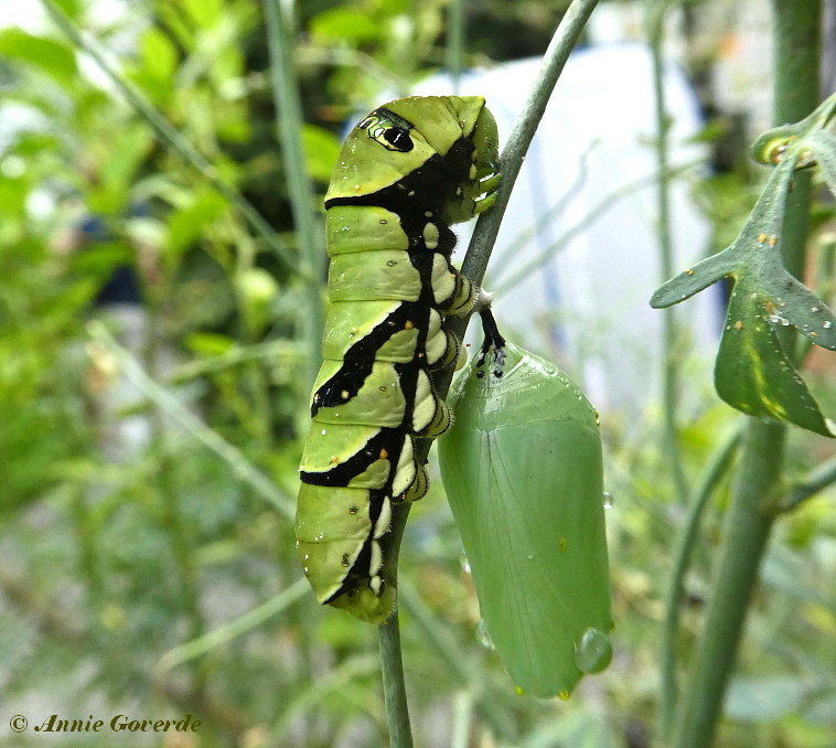871.515- Asian swallowtail - Papilio xuthus