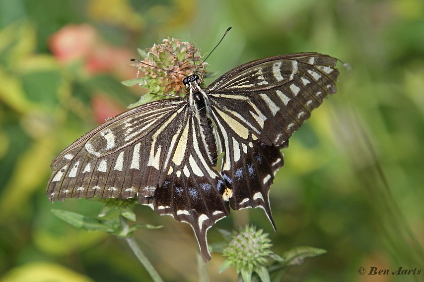 871.526- Asian swallowtail - Papilio xuthus