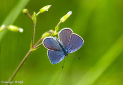 342.130- Zuidelijk dwergblauwtje - Cupido osiris