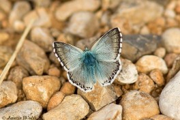 387.016-Provençaals-bleek-blauwtje-Polyommatus-hispana