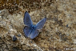 388.723- Esparcetteblauwtje - Polyommatus thersites