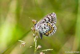 396.322- Vetkruidblauwtje - Scolitantides orion
