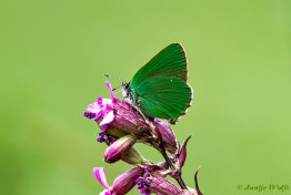 421.121- Groentje - Callophrys rubi