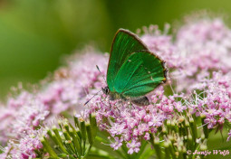 421.123- Groentje - Callophrys rubi
