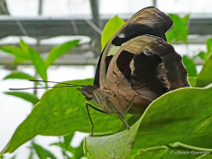 501.530-Blue-frosted-banner-Catonephele-numilia