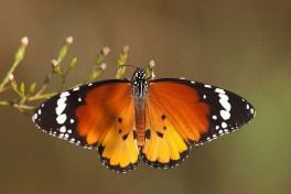 538.715-Kleine monarchvlinder - Danaus chrysippus