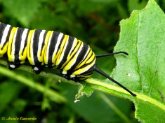 539.908-Monarchvlinder - Danaus plexippus