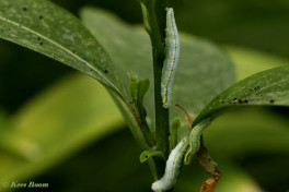 549.108-  Glasswinged butterfly - Greta oto