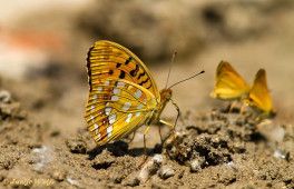 575.121- Bosrandparelmoervlinder - Argynnis adippe
