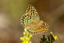 577.593-Kardinaalsmantel-Argynnis-pandora