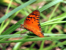 580.316- Gulf fritillary - Agraulis vanillae