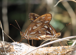 580.340-Gulf-fritillary-Agraulis-vanillae
