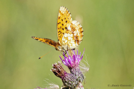 589.520E-Purperstreepparelmoervlinder-Brenthis-ino