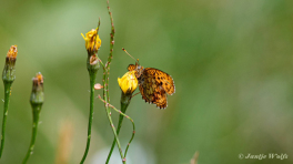 589.525A-Purperstreepparelmoervlinder-Brenthis-ino