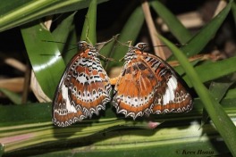592.325-Orange-lacewing-Cethosia-penthesilea