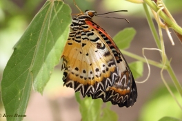 592.361A-Leopard-lacewing-Cethosia-cyane
