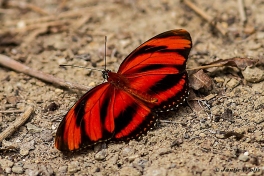 595.120B-Banded-orange-heliconian-Dryadula-phaetusa