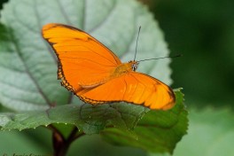 596.315-Oranje passiebloemvlinder - Dryas julia