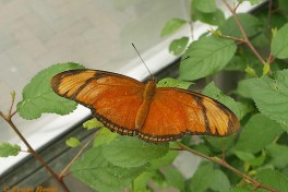 596.320-Oranje passiebloemvlinder - Dryas julia