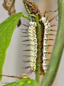 599.920C-Zebravlinder-Heliconius-charitonia