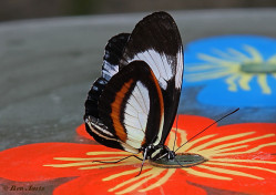 600.705- The cydno longwing - Heliconius cydno