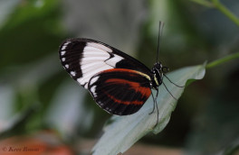 600.707- The cydno longwing - Heliconius cydno