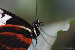 600.708- The cydno longwing - Heliconius cydno
