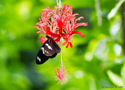 600.933-Doris-longwing-Heliconius-doris