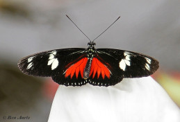 600.938-Doris-longwing-Heliconius-doris