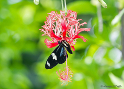 600.948-Doris-longwing-Heliconius-doris