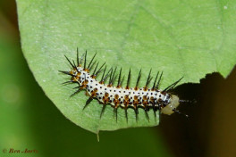 601.108- The red postman - Heliconius erato