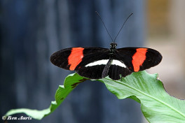 601.115-The red postman - Heliconius erato