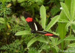 601.118-The red postman - Heliconius erato
