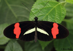 601.120- The red postman - Heliconius erato