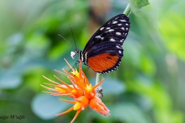 601.518A-Tiger-longwing-Heliconius-hecale