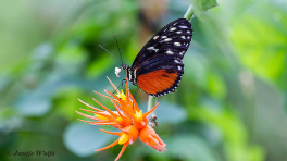 601.518A-Tiger-longwing-Heliconius-hecale