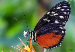 601.518B-Tiger-longwing-Heliconius-hecale