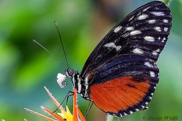 601.518B-Tiger-longwing-Heliconius-hecale