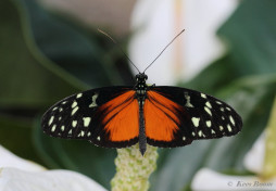 601.522- Tiger longwing - Heliconius hecale