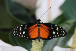 601.522- Tiger longwing - Heliconius hecale
